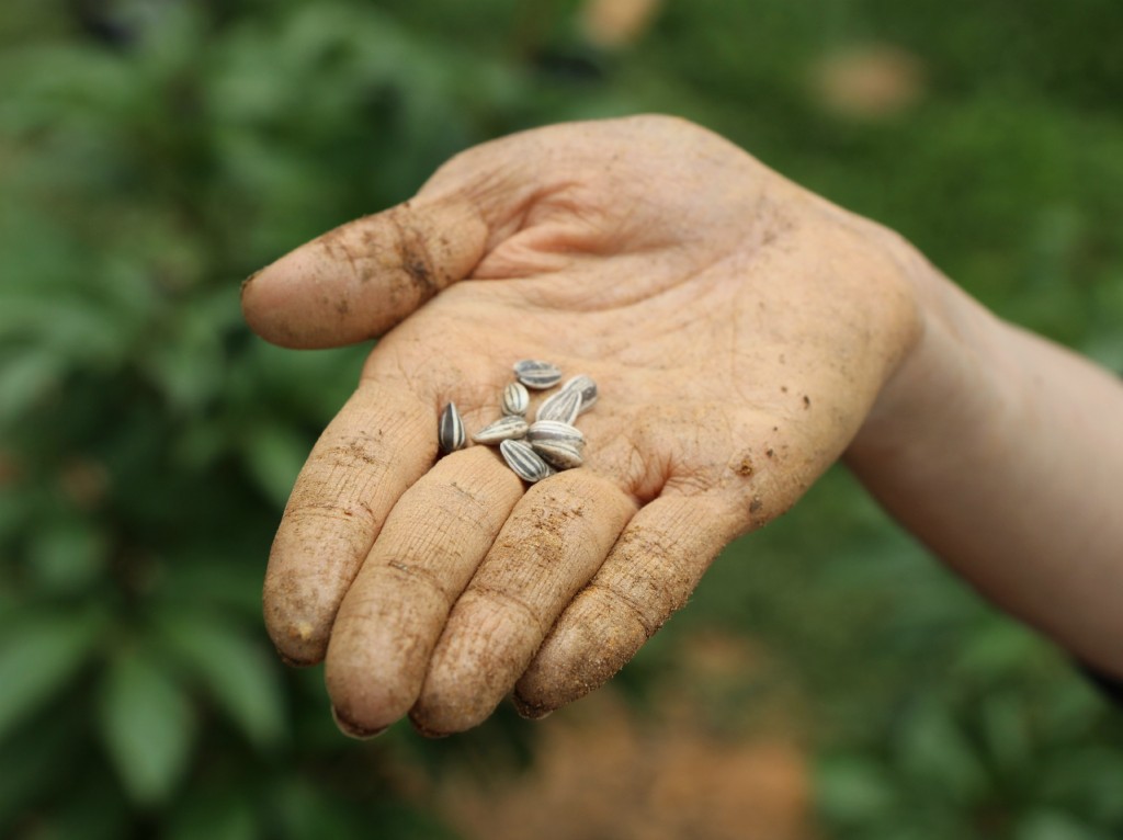 How to plant a cutting garden:: Our First Garden with Little Pink Monster